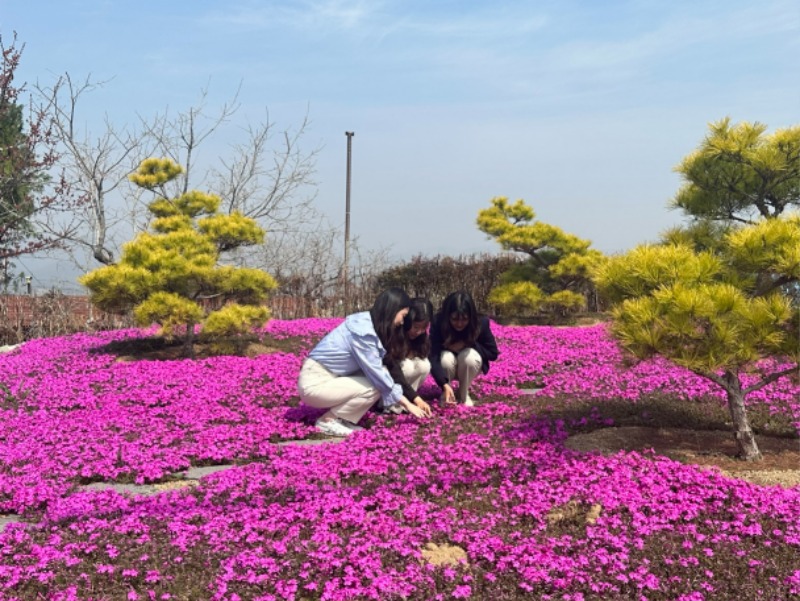 화양읍] 봄의 전령사 진분홍빛 꽃잔디 물결로 가득 1.jpeg