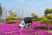 화양읍] 봄의 전령사 진분홍빛 꽃잔디 물결로 가득 1.jpeg