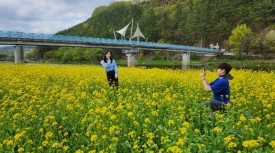 청도천변 노란 유채꽃 활짝 펴